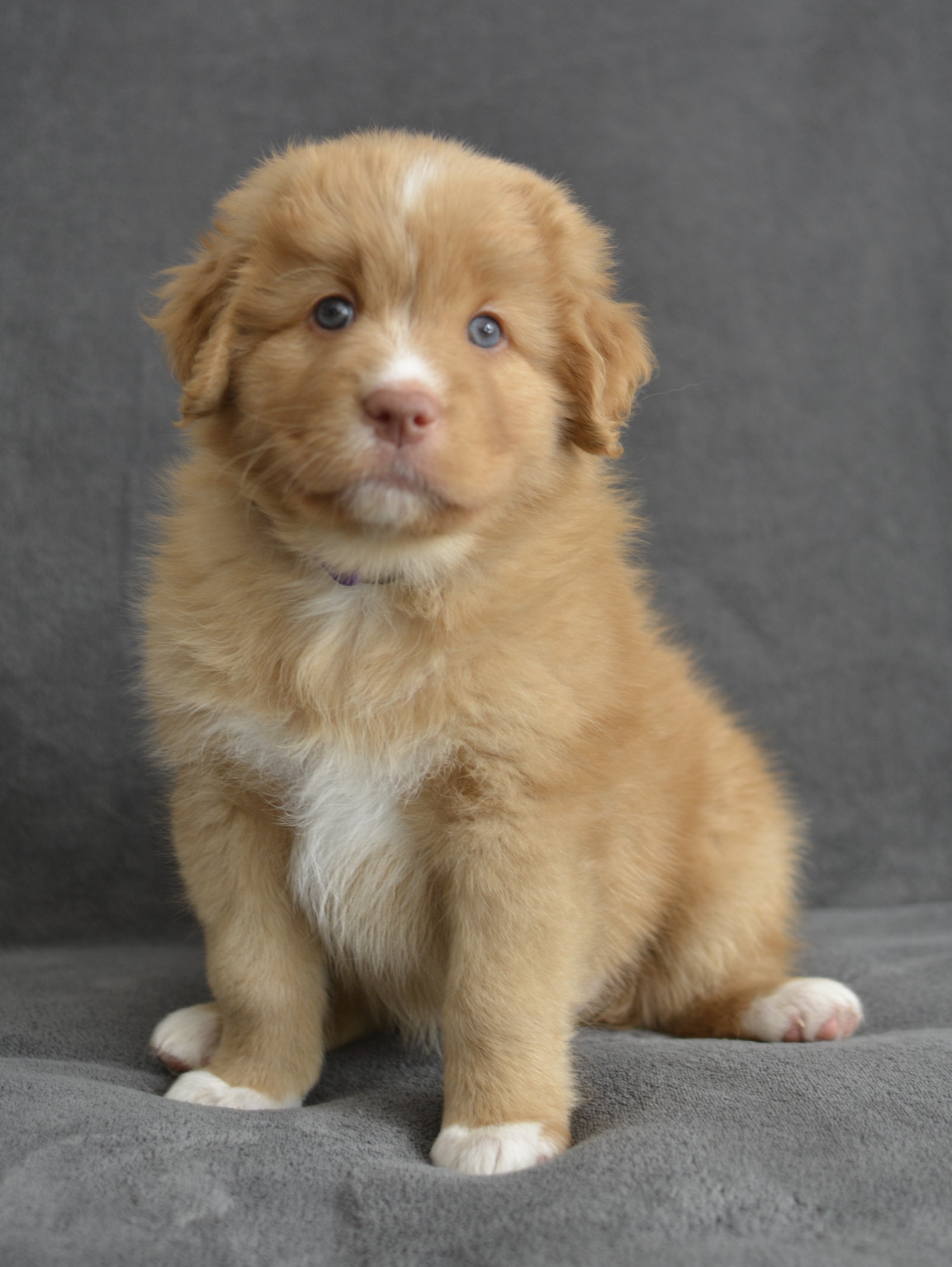 Waswanipi Canadian Ginger